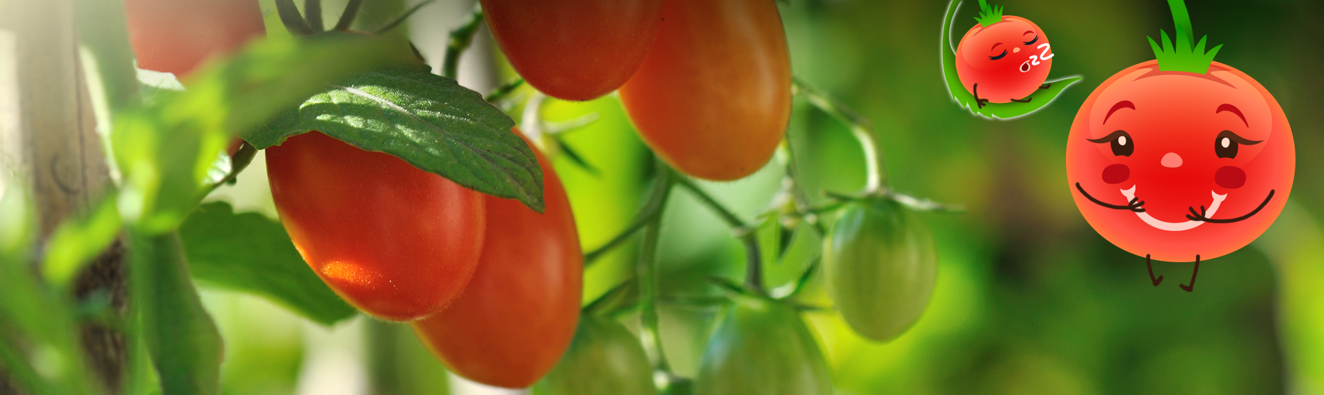 嘉義縣溪口鄉農會